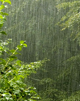 Rain Forest